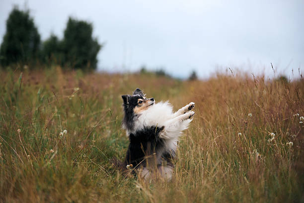 Domestic dog (Pembroke welsh corgi) is walking on meadow at public park.Singapore.