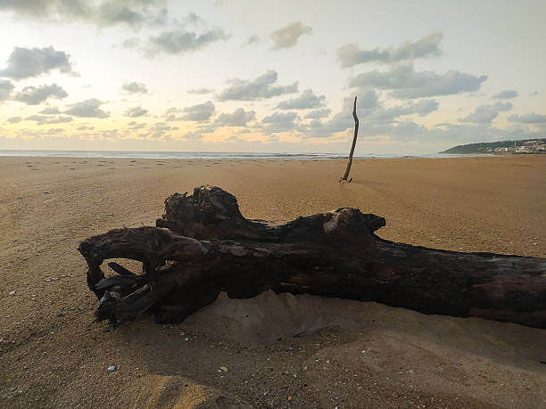 Serene coastal scene featuring weathered driftwood on a sandy beach under a dramatic sunrise sky. Evokes peace and resilience. Ideal for nature, travel, and mindfulness themes.