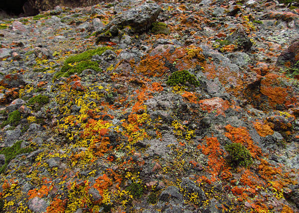 Colorful Lichen Close-up on Boulder
