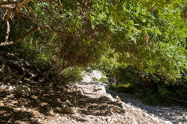A stony path winds beneath a thick canopy of green leaves, dappled with sunlight and surrounded by rugged rocks in the Mediterranean wilderness near Baunei. The interplay of shadows and light creates a tranquil, natural atmosphere.