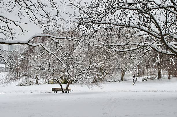 Branches of deciduous trees are in the foreground while a row of large snow covered trees line the background.  The ground is blanketed with undisturbed freshly fallen snow.  A single wooden bench sits in the middle of the scene.