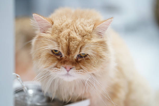 Fluffy orange cat with grumpy expression, sitting near water bowl. cat fur is soft and thick, showcasing its distinct breed characteristics