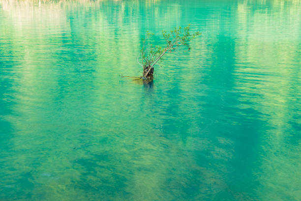 A clear blue mountain lake with a forested shoreline, surrounded by lush greenery. The water reflects the trees and the sky, creating a serene natural scene.