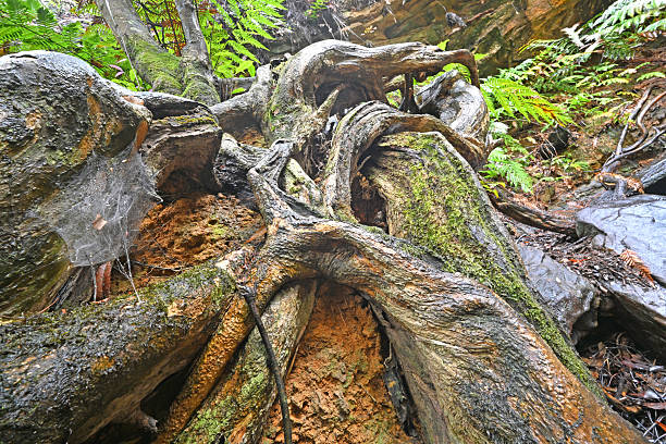 Entwined tree roots covered in moss in a rainforest
