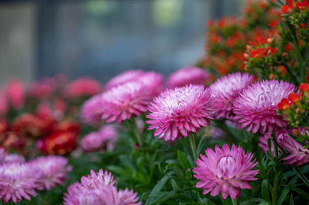 Helichrysum bracteatum flower Straw flower or Everlasting is a species of flowering plant in the family Asteraceae.