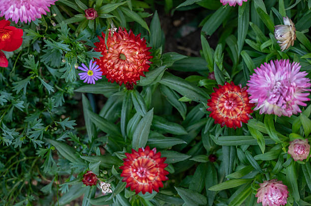 Chrysanthemums in a cool and shady place