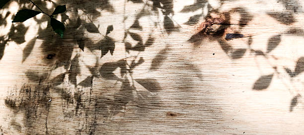 background wall with a slight shadow of black leaves, photo taken from the front