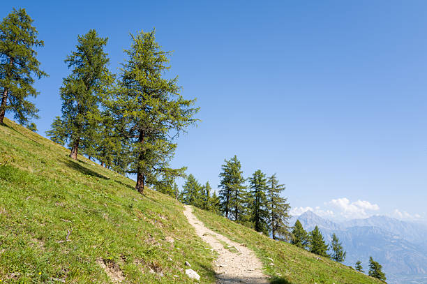 A dirt hiking path curves gently along a grassy hillside lined with tall green conifer trees, with distant mountain peaks visible beneath a clear blue sky.