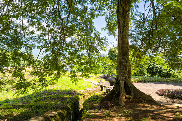 A large tree casts dappled shade over an old earth trench in a lush, sunlit landscape at Dien Bien Phu, Vietnam. Vibrant greenery and clear skies create a tranquil, natural scene.