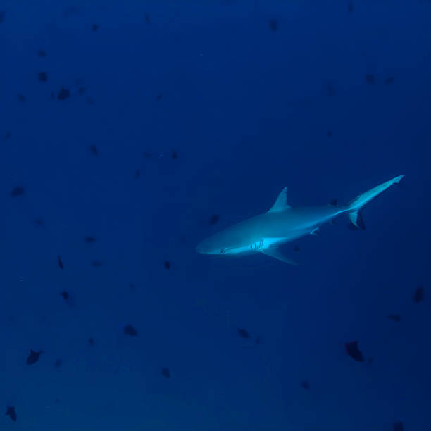 Underwater Shark Encounter: Captivating Marine Wildlife