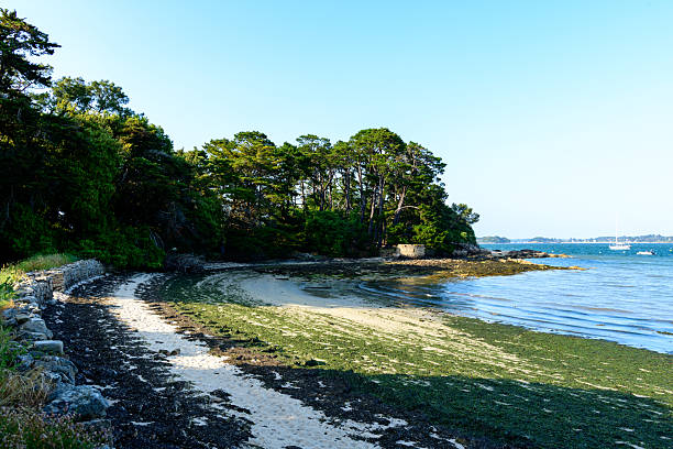 A quiet sandy cove bordered by a rustic stone wall and dense pine trees opens onto calm blue water, with textured sand and seaweed under bright afternoon light on Berder Island.