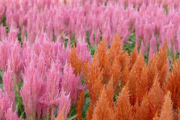 Beautiful Celosia argentea or Wool Flower or Cockscomb flowers in the garden