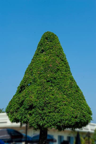 Beautiful pyramid shape of tamarind tree at Wat Phra Kaew or the Temple of the Emerald Buddha, Bangkok, Thailand.