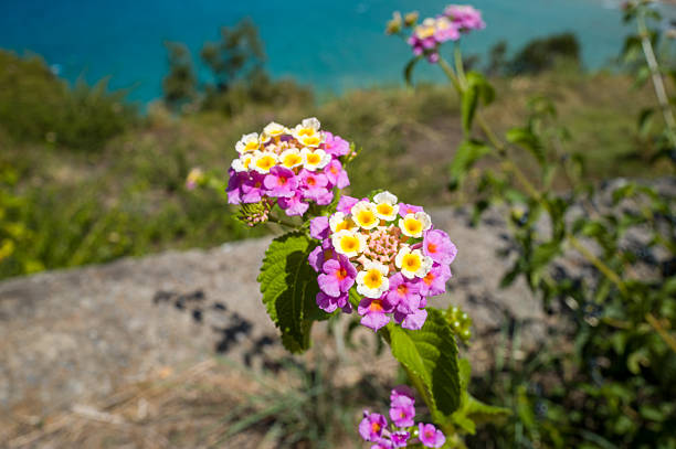 Close-up of vibrant lantana blooms with yellow and purple petals, set against a softly blurred background of greenery and turquoise water on a sunny day. The image captures bright natural light and a fresh, summery atmosphere.