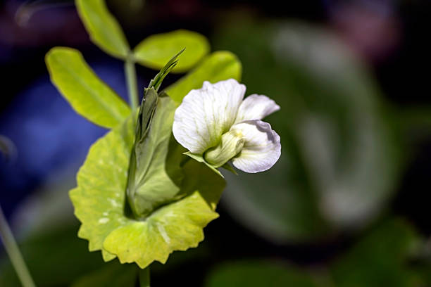 Peas (Pisum sativum) bloom in a garden bed