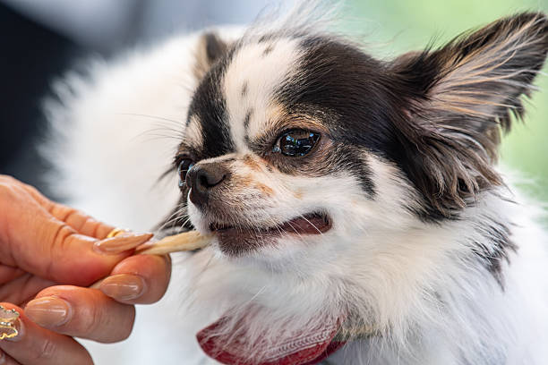 istock dog run walk family love 2255819753