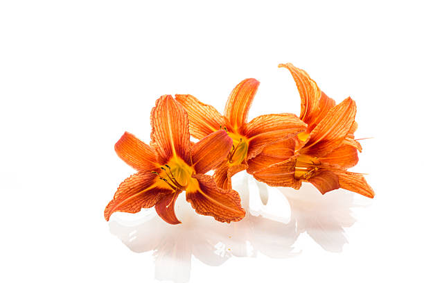 Bright orange lilies isolated on pure white background.