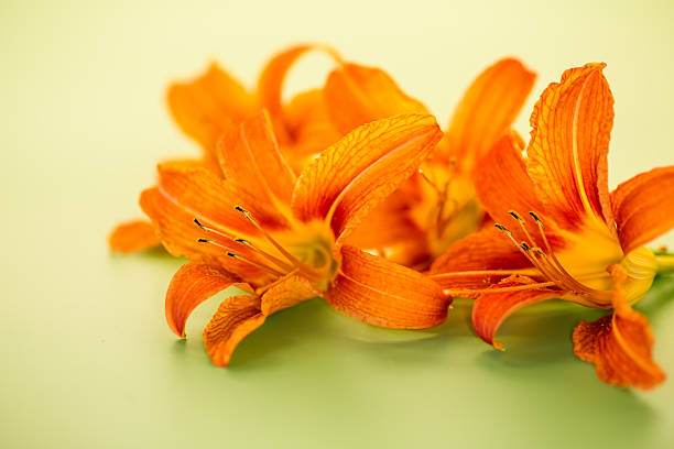 Fresh garden orange lilies close-up.