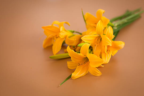 Beautiful blooming lilies captured on neutral surface.