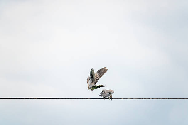 A flock of birds perched on a power cable on an isolated blue sky background