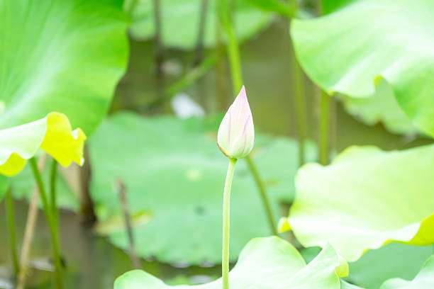 Lotus Flower,Lotus leaf,China,Asia.
