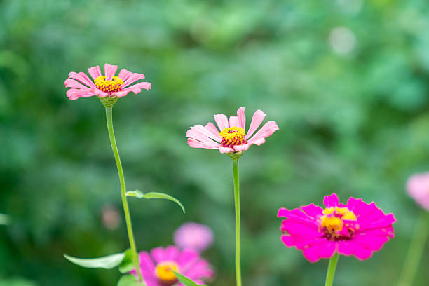 Wild flower,China,Asia.Spring.