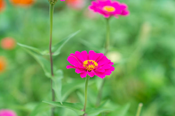 Wild flower,China,Asia.Spring.