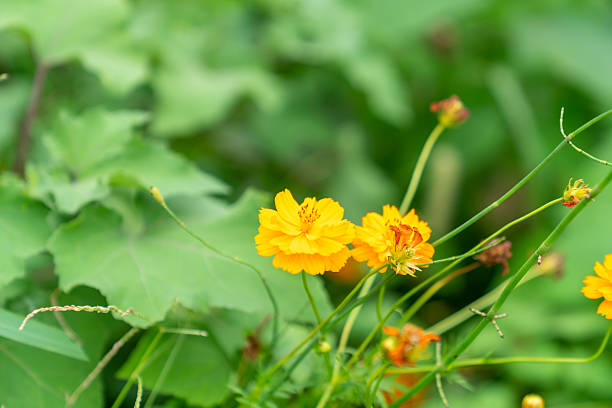 Wild flower,China,Asia.Spring.