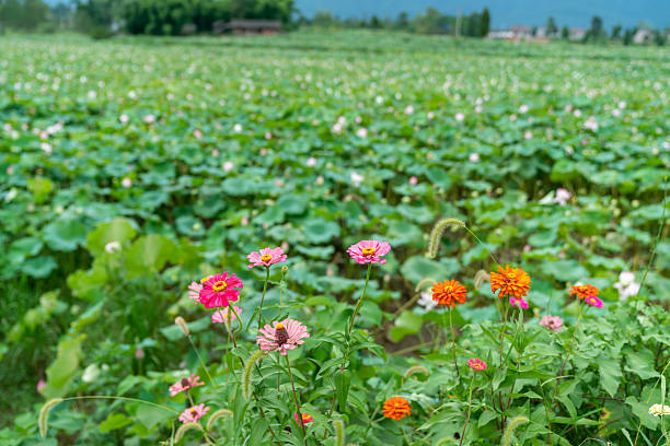 Wild flower,China,Asia.Spring.