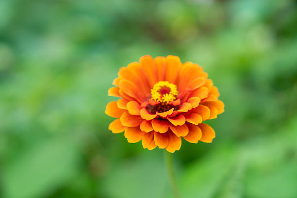 istock Wild flower,China,Asia. 2255823682