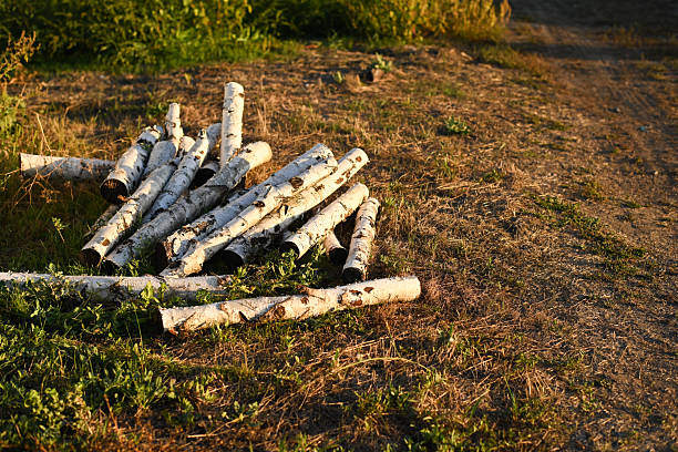 Firewood stacked on ground outdoors with sunlight and shadows. Birch Firewood prepared for heating or cooking in natural rustic lifestyle concept. Pile of cut firewood lying on dry ground in open air.