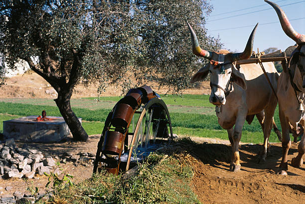 Irrigation is the artificial application of water to land and crops to supplement natural rainfall, helping plants grow, especially in dry areas or during droughts, by using water from sources like rivers, wells, or dams through methods like drip, sprinkler, or surface systems to improve crop yield and quality. It's crucial for food security, managing water resources efficiently, and maintaining landscapes, with modern systems using sensors and AI for optimization.