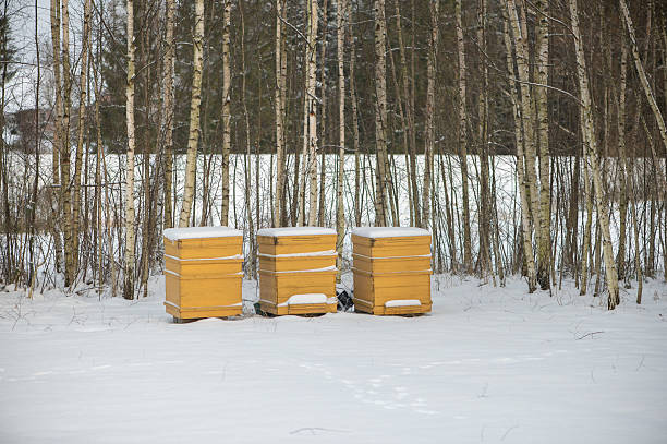 Wooden beehives covered with snow in a quiet winter landscape, representing beekeeping, seasonal agriculture, rural life, and nature resting during cold months.