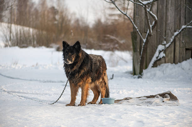 A farm dog on a chain guards a snowy rural property, symbolizing protection, vigilance, animal responsibility, and traditional outdoor living in cold winter weather.