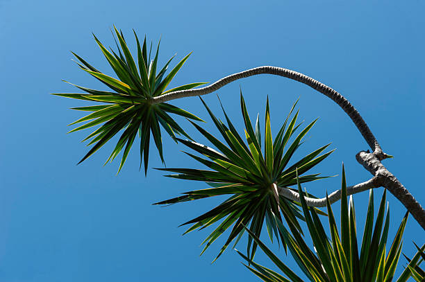 Beautiful natural tree against blue sky