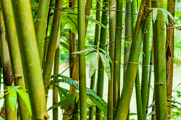 Bamboo,Bamboo Forest,China,Asia.