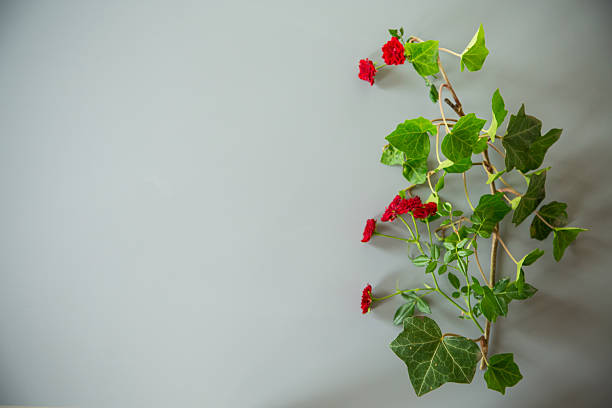 Small red rose buds on bright gray background.