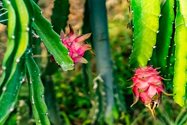Pitaya,Orchard,Hainan,China,Asia.Dragon Fruit Base.