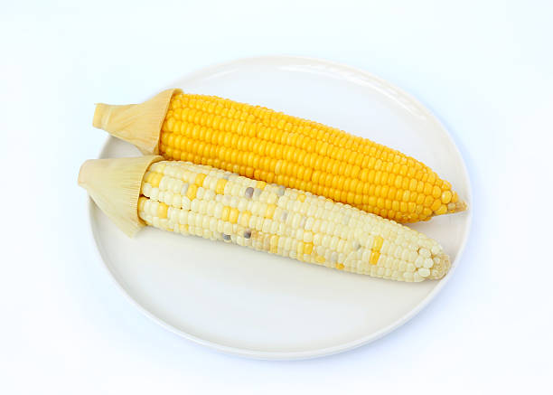 Two freshly steamed corn cobs, yellow and white waxy corn, served on a white plate.