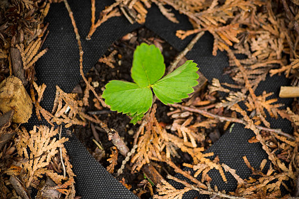 Close-up photo of a small, vibrant green plant—specifically a mangrove seedling or propagule—sprouting in the textured, sunlit sand. Mangroves are unique plants that begin to germinate their seeds while still attached to the parent tree