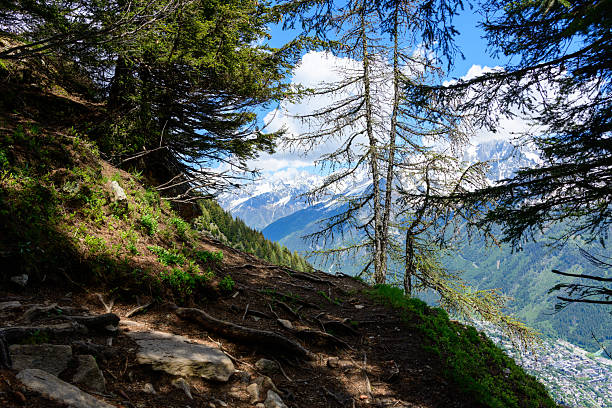 A rugged forest path with exposed roots leads to a scenic viewpoint, revealing dramatic snow-capped mountains and a lush green valley under a bright blue sky.