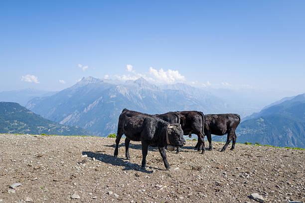 Three black cows stand on a sunlit, rocky mountain ridge with sweeping views of distant blue peaks and a clear sky in the Swiss Alps.