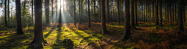 istock Earth trail through idyllic forest illuminated by golden sunbeams panorama 2255834148