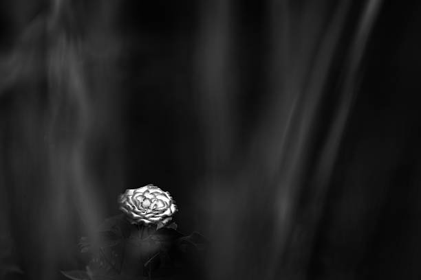 a white rose shine in abstract black background