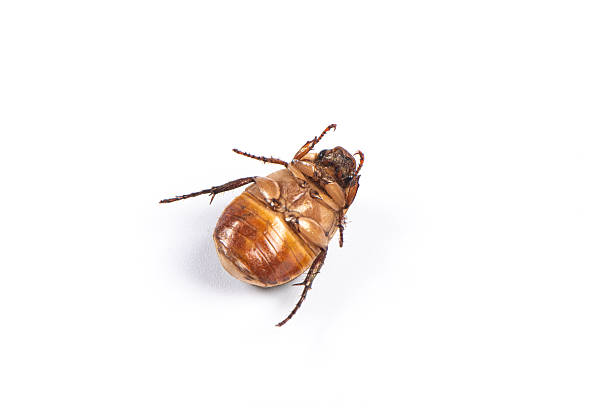 Coleoptera green scarabaeidae beetle isolated white background