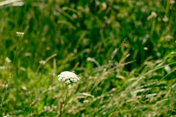 Tiny bloom rises above soft grassy background flower grassland greenery nature