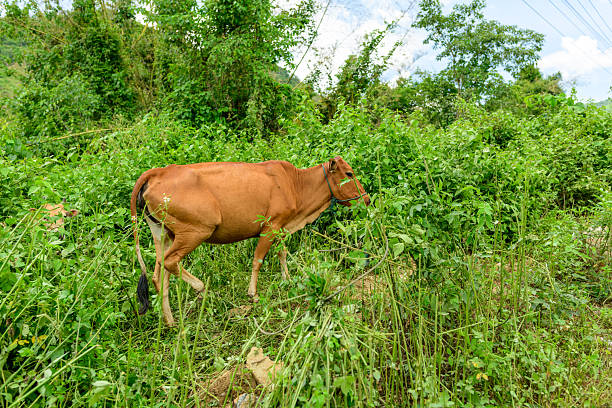 A single brown cow grazes among dense green foliage in a rural countryside setting. The scene features vibrant plants, a sunlit atmosphere, and a backdrop of wild vegetation and open sky.