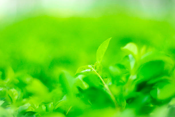 A close-up view of vibrant green leaves in a garden. Soft focus on a central sprout with a blurred background under sunlight.