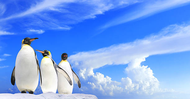 Horizontal banner with three emperor penguins on blue sky background. Polar nature banner featuring three emperor penguins against a backdrop of a blue sky. Copy space for text. Mock up template