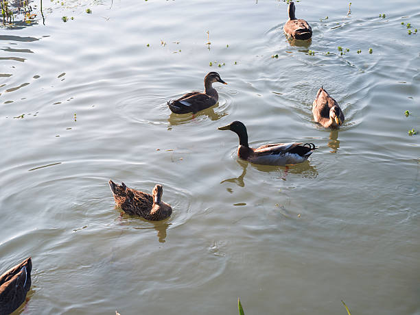 A delightful scene depicting ducks swimming freely in a tranquil water body, embodying the essence of nature's peace and the joy of wildlife in a serene environment.